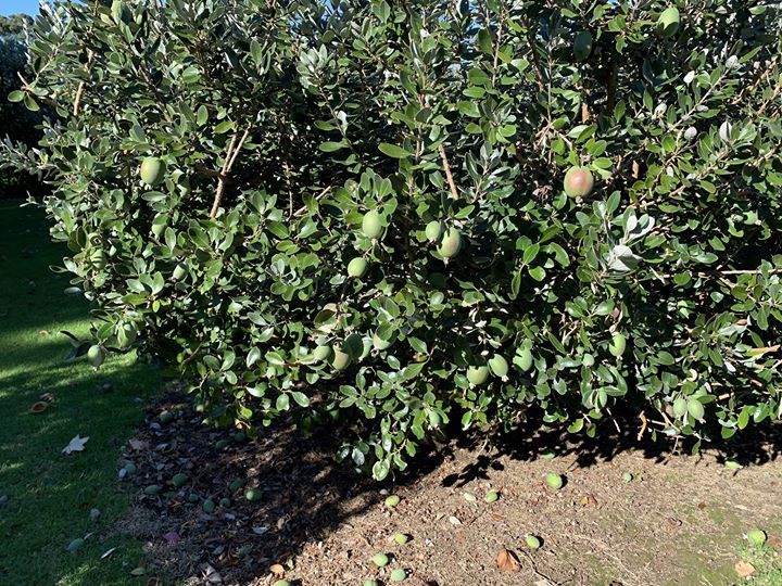 #FeijoaGin

bit.ly/2VE50z2