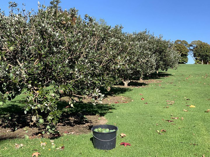 #FeijoaGin

bit.ly/2VE50z2