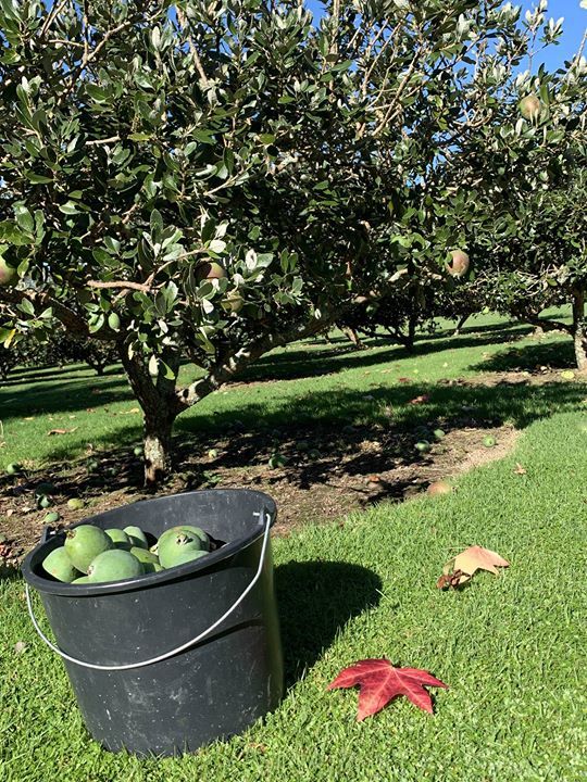 #FeijoaGin

bit.ly/2VE50z2