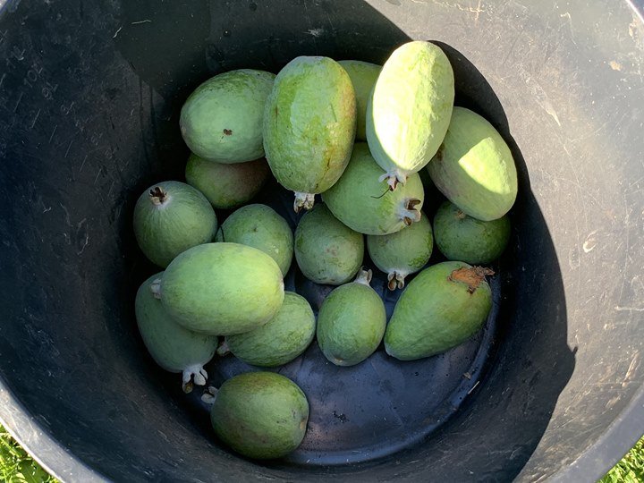 #FeijoaGin

bit.ly/2VE50z2