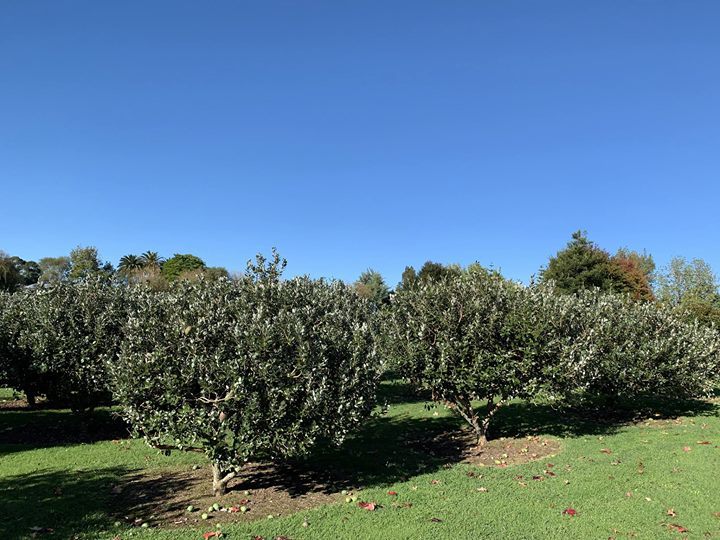 #FeijoaGin

bit.ly/2VE50z2