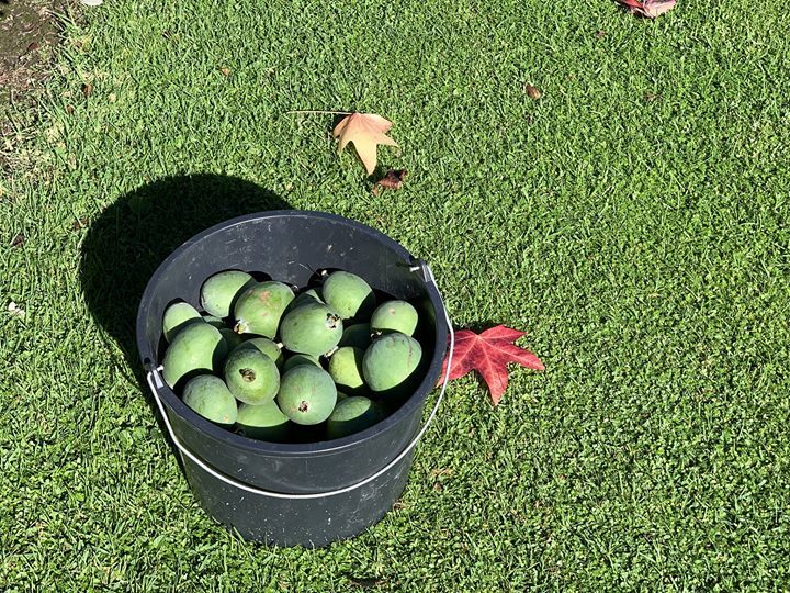 #FeijoaGin

bit.ly/2VE50z2