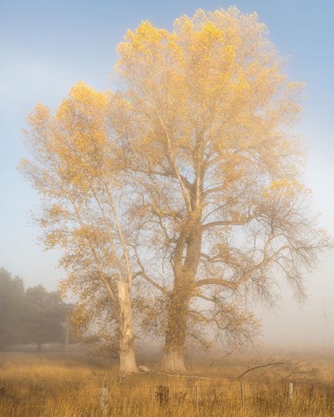 gihvisitorassoc's tweet image. Misty autumn mornings in Glen Innes are magical!
Photo by @stephenglloyd

The forecast for Wednesday 1st May in Glen Innes includes a maximum temperature of 19 and a minimum of 10 degrees. The day should be partly cloudy with a small chance of rain. 
#gleninnes #gihva #visitnsw