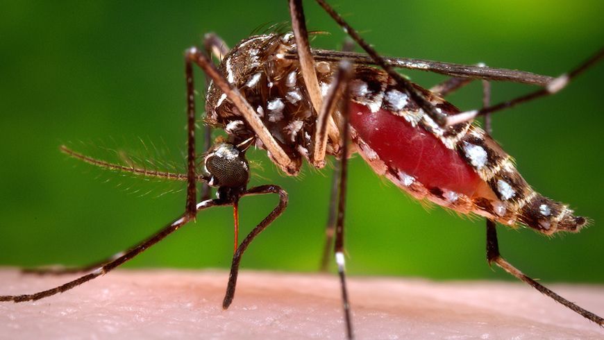 News via <a href="/qzafrica/">Quartz Africa</a>: The New #Malaria Vaccine Program for African Children Is Promising but Still Quite Limited: bit.ly/2vtxuNm

#vaccines #GlobalHealth #PublicHealth #globaldev