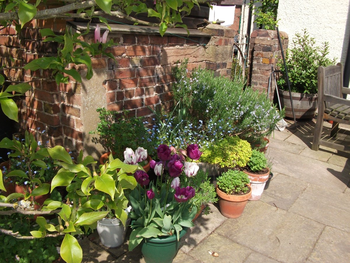 ChurchFarmShrop's tweet photo. A lovely sunny morning in Shropshire. #Shropshire #bedandbreakfast  #tulips  #gardens #breakfastnews https://t.co/F5CcPX7uCc