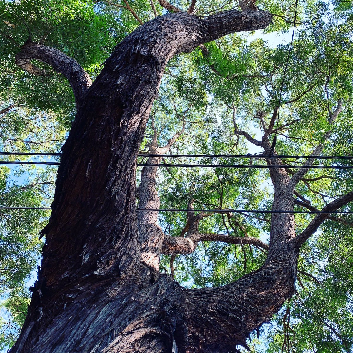 trees_of_sydney's tweet photo. 🌳 Eucalyptus microcorys (Tallowwood) #eucalyptusmicrocorys #tallowwood #tallowood #eucalyptus #eucalypt #gumtrees #gumtree #myrtaceae #angiosperm #australiannativetrees #australiannatives #treesoftheworld #treesofsydney #sydneytrees #trees #tree #sydney https://t.co/kwmgdBe1Gf