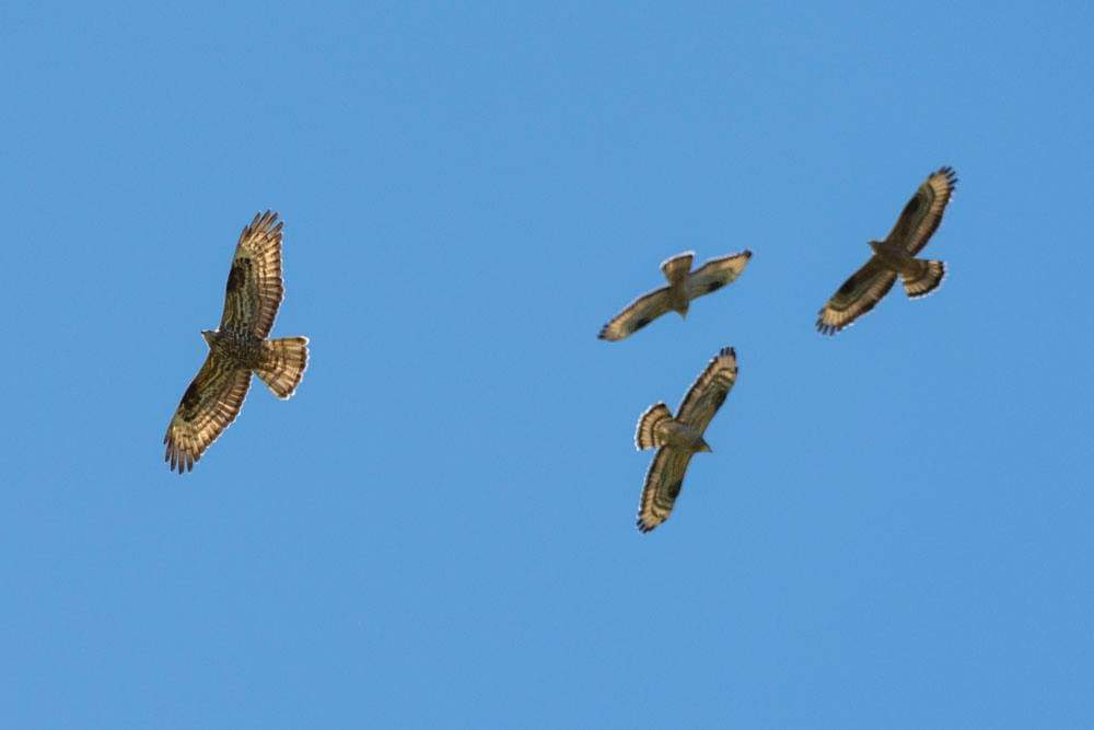 Great migration at the Strait of Messina! About 2000 honey buzzards passed yesterday over our main watchpoint straitobservatory.com/raptor-count/ #ornithology #birds #Raptors #birdmigration #birdsofprey