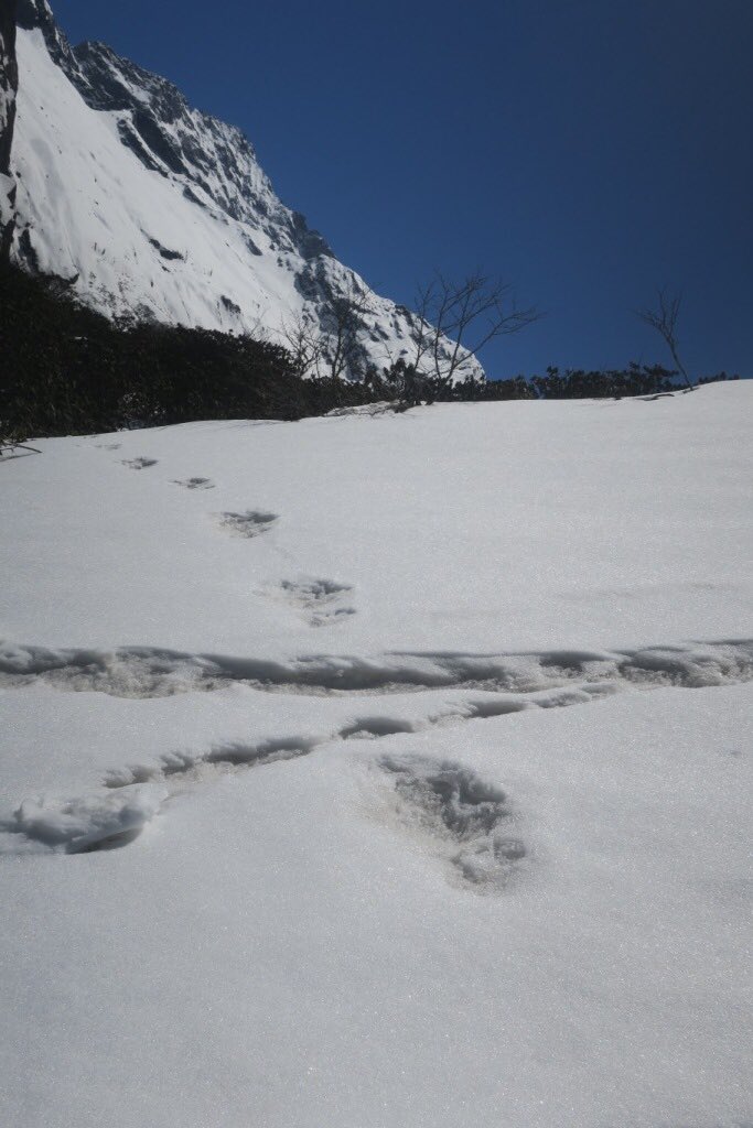 People's Daily, China (@pdchina) on Twitter photo Has evidence for the #Yeti finally been found? On Tuesday, the official Twitter account of the Indian Army posted photos of what they claim are footprints of the mythical beast. The post has gone viral, and many wonder if they are real. What do you think? (photos via <a href="/adgpi/">ADG PI - INDIAN ARMY</a>). Has evidence for the #Yeti finally been found? On Tuesday, the official Twitter account of the Indian Army posted photos of what they claim are footprints of the mythical beast. The post has gone viral, and many wonder if they are real. What do you think? (photos via <a href="/adgpi/">ADG PI - INDIAN ARMY</a>).