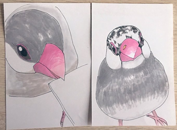 文鳥イラストのtwitterイラスト検索結果 古い順
