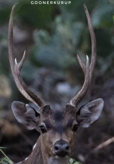 HSKurup's tweet photo. Standing tall...#Chital #Indianwildlifesanctuaries #Bandipur #Axisaxis https://t.co/SCRl6BPQsN