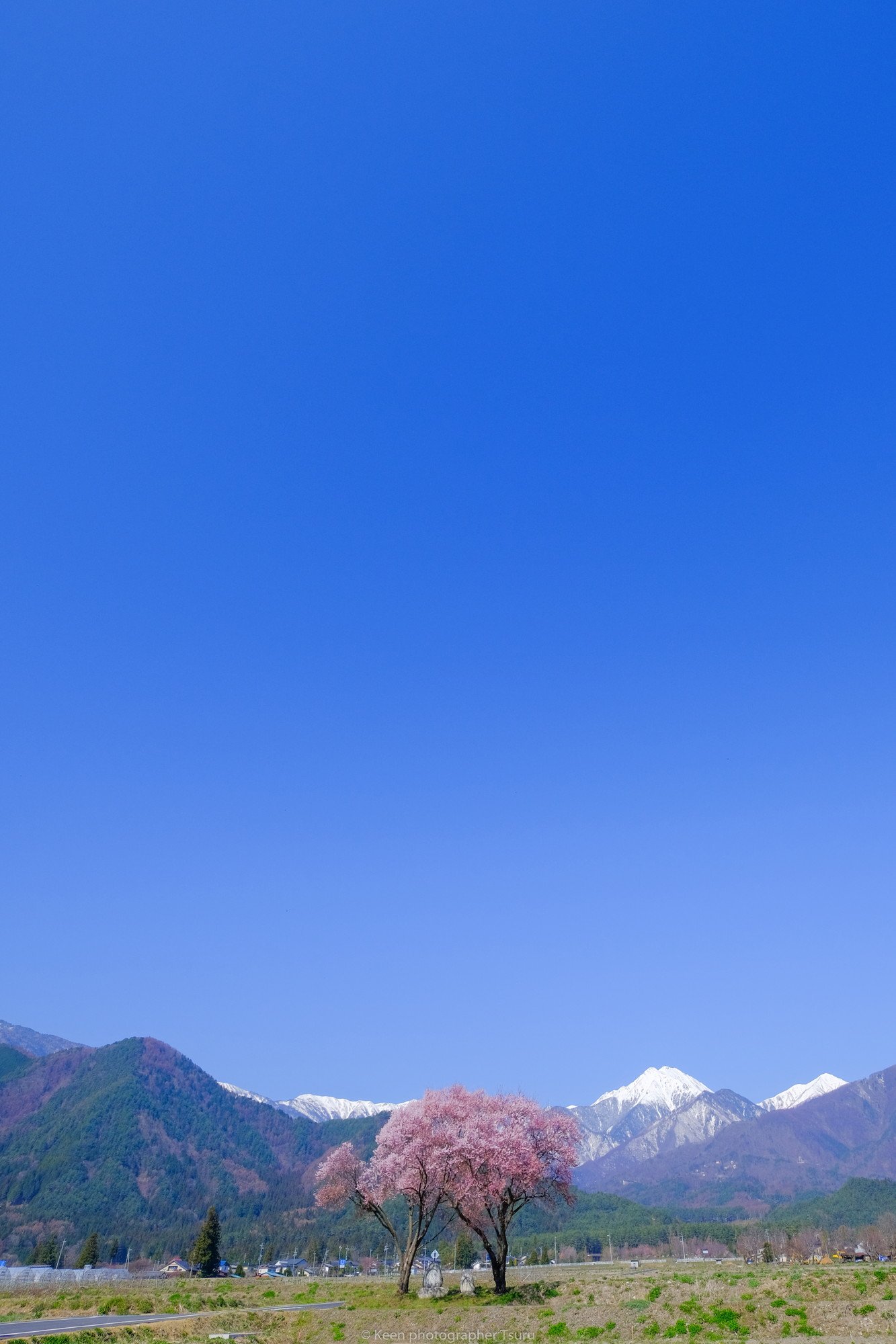 Tsuru X スマホ壁紙用 春 Fujifilm Xseries