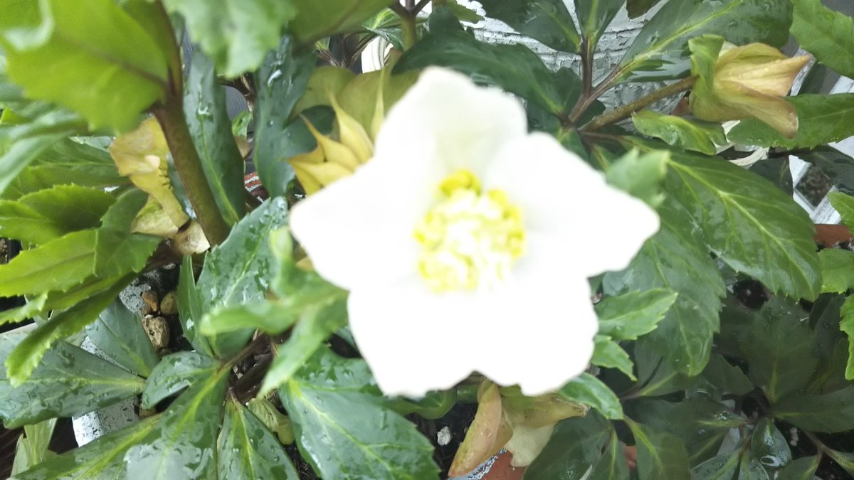 おしゃれ花一番 على تويتر 白いお花がかわいい