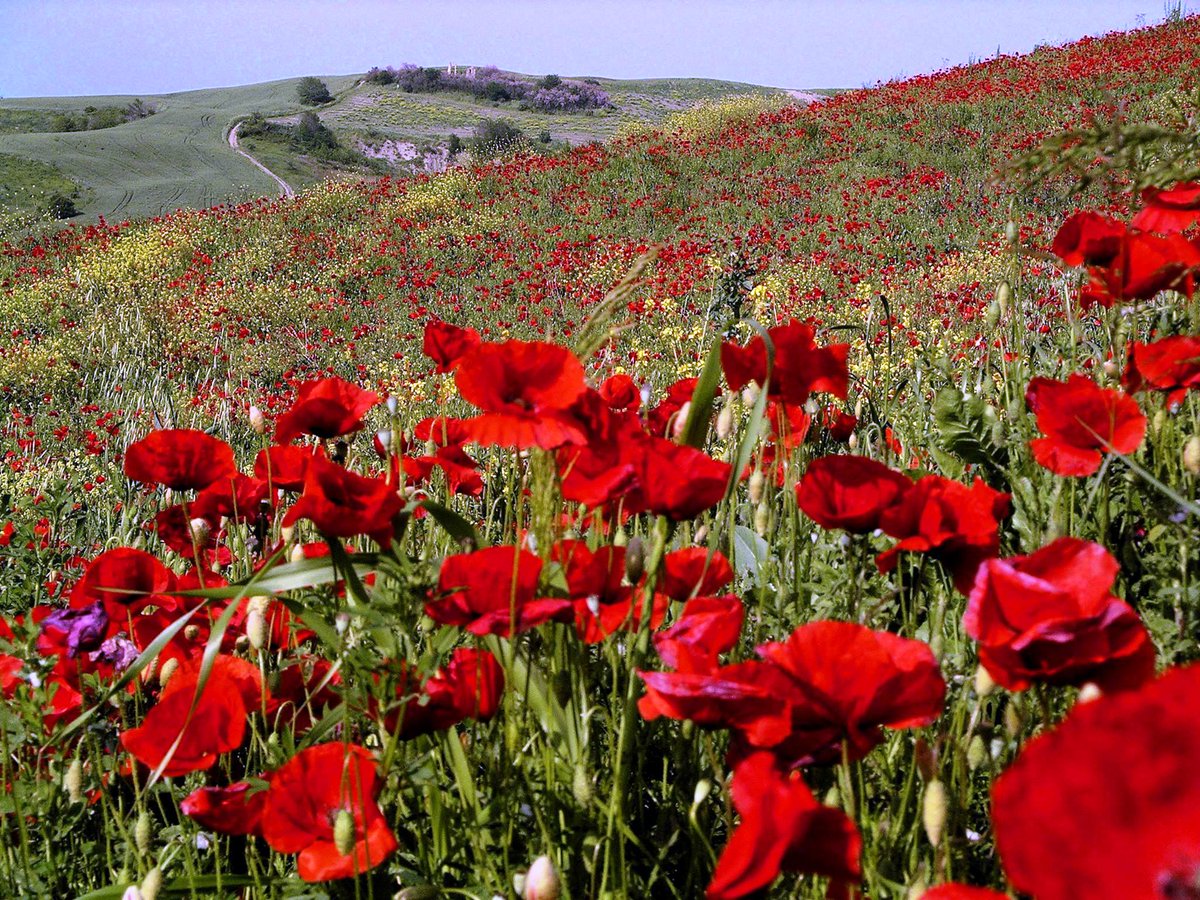 The hinland of  emilia-romagna offers a procession of unusual, incredible landscapes, clinging to steep slopes,  hills gentle at times
come and discover by the Relais Villa Roncuzzi 😊
#emiliaromagna #visitromagna #landscapelovers