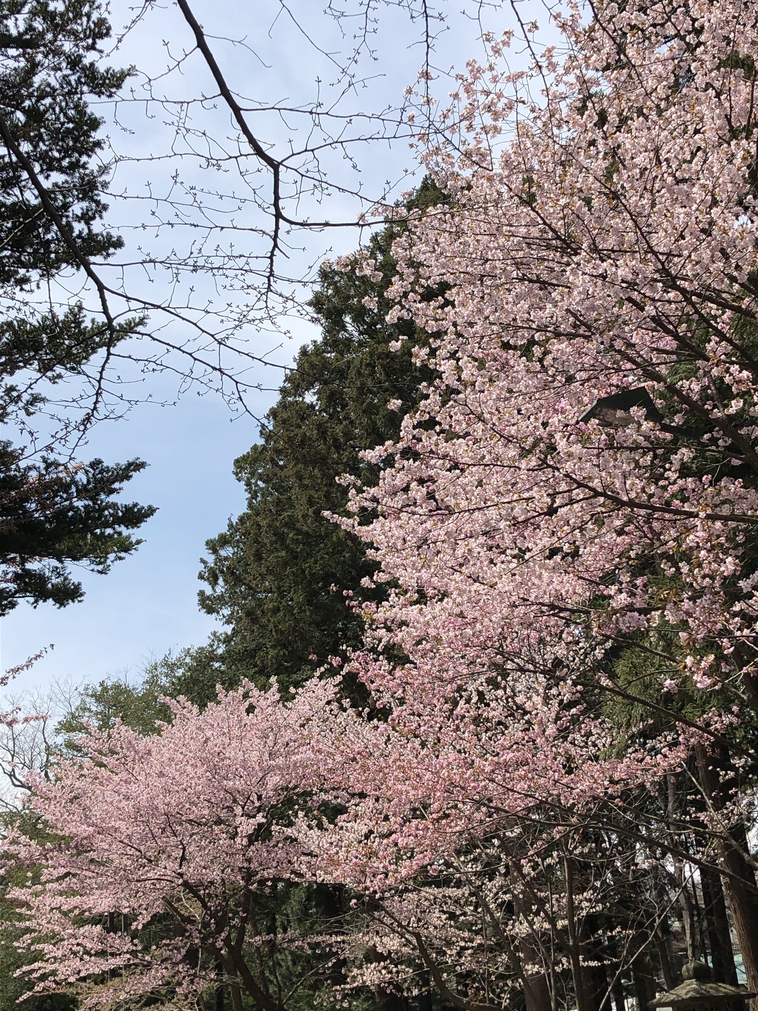 Sora 北海道神宮 満開の桜 T Co 9khrxwvo56 Twitter