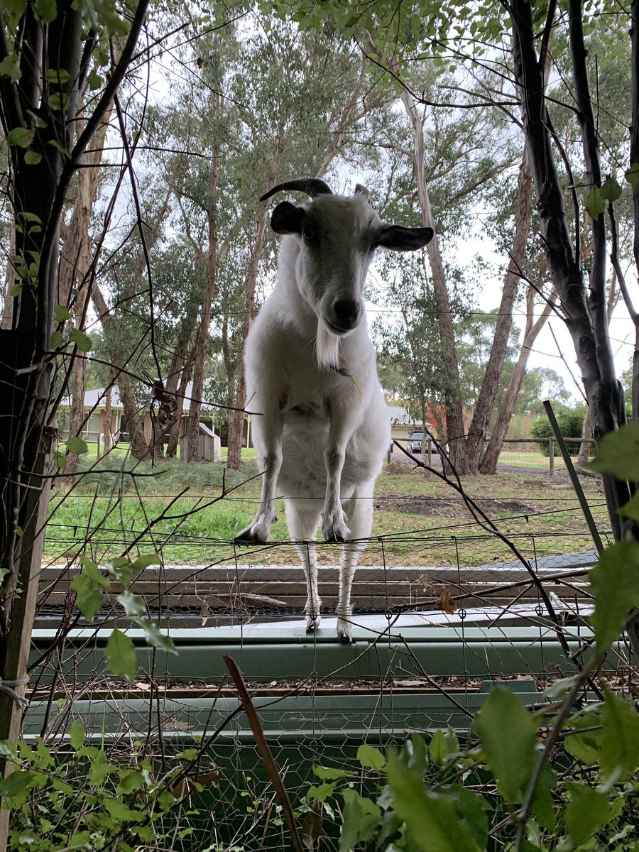 WeirdAndRetro's tweet photo. Ok, I must have been following @llamasoft_ox for too long because now it’s my first ever edition of...

#MorningGoatTime 😆

While visiting my family, the neighbours goat keeps coming up and calling us over to feed him more of our delicious green fence 😊 https://t.co/a2zzSB3i2F