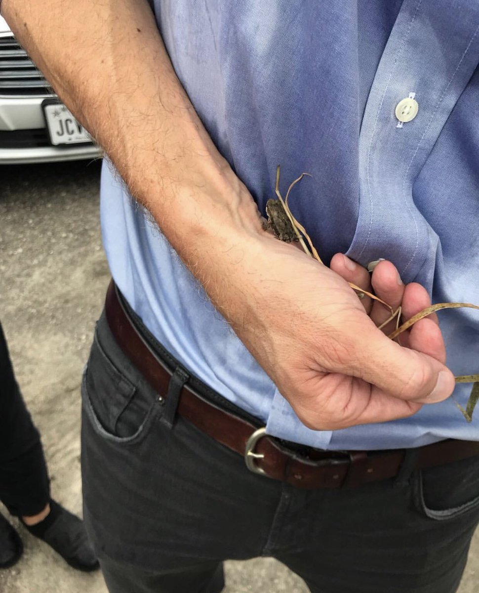 First_Dog_USA's tweet photo. 🐾 Awoooof! My dad @BetoORourke is known for rescuing dogs, hugging kittens while canvassing, but I’m sure not all hoomans know that he cares deeply about all creatures, amphibians included! Here he was rescuing a frog stuck in the middle of the road! #FrogsForBeto #Beto2020 🐸 https://t.co/KXFMtwxmHl