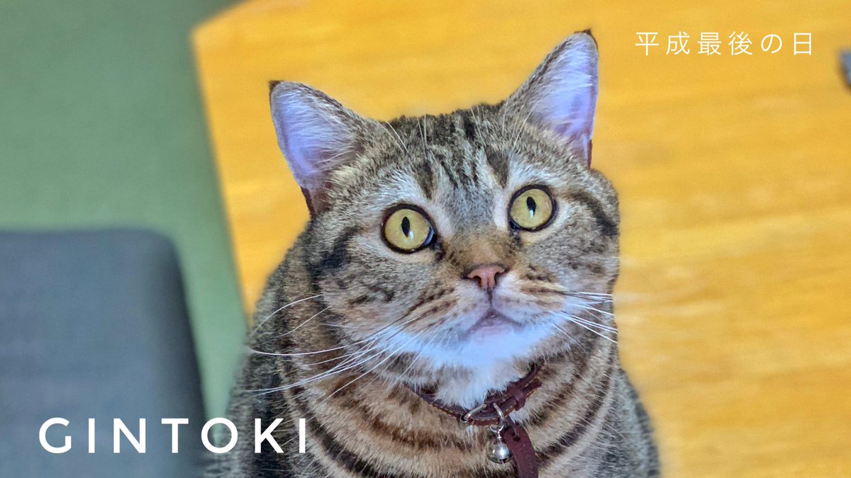 Beluga99's tweet photo. 今日の銀ちゃん❤️
😌今日は平成最後の日だよー。
😺 #平成最後の晩餐 にチュールくれ！
#猫 #ネコ #ねこ https://t.co/xHuDF4SANk