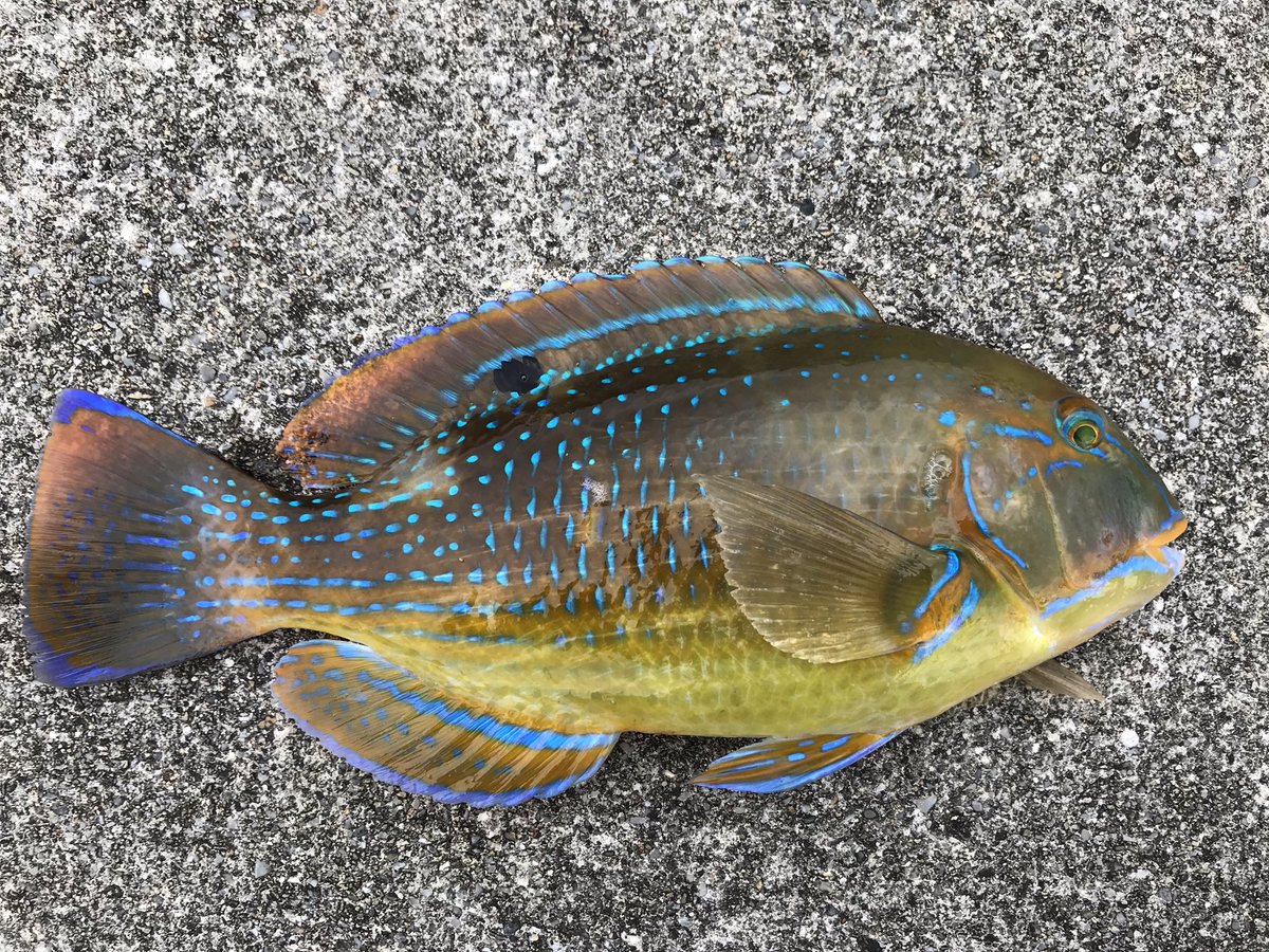 Uzivatel Takumu Na Twitteru 久しぶりの部活オフで平成最後の釣行で小さいけどマクブ釣れてよかった 沖縄三代高級魚 マクブ タマンモンスター8号
