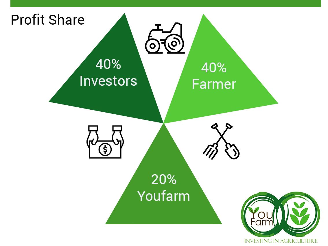 Question: How are the profits shared?
Answer:  As YouFarm we get 20%, we give the farmer 40%, and all investors get their investments + 40% of the profits, 40% profit for the investors is shared on pro-rata basis to all investors, that is in proportion to what you have invested.