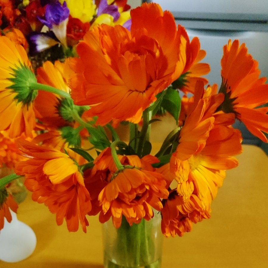 Sh Nina 剪定とか切り戻した花を捨てるのが勿体なくて花瓶にさしたけど キンセンカの首が曲がったまま戻らないからぐちゃぐちゃ W