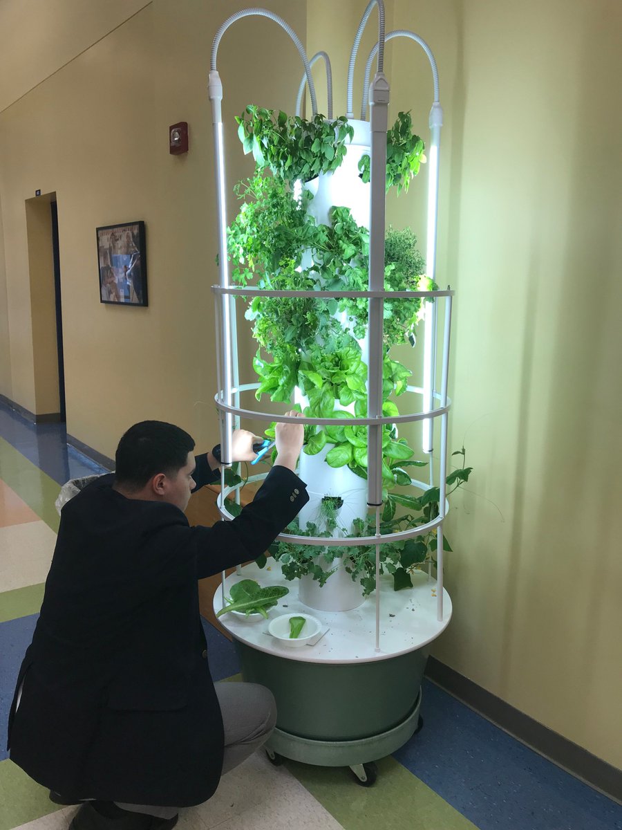 CAPnewswire's tweet photo. Two of our tower garden moderators began the first harvest of our Tower Garden! What should CAP students plant next? #Lettuce #Herbs #Veggies #Innovation https://t.co/O4dYtmg5FN