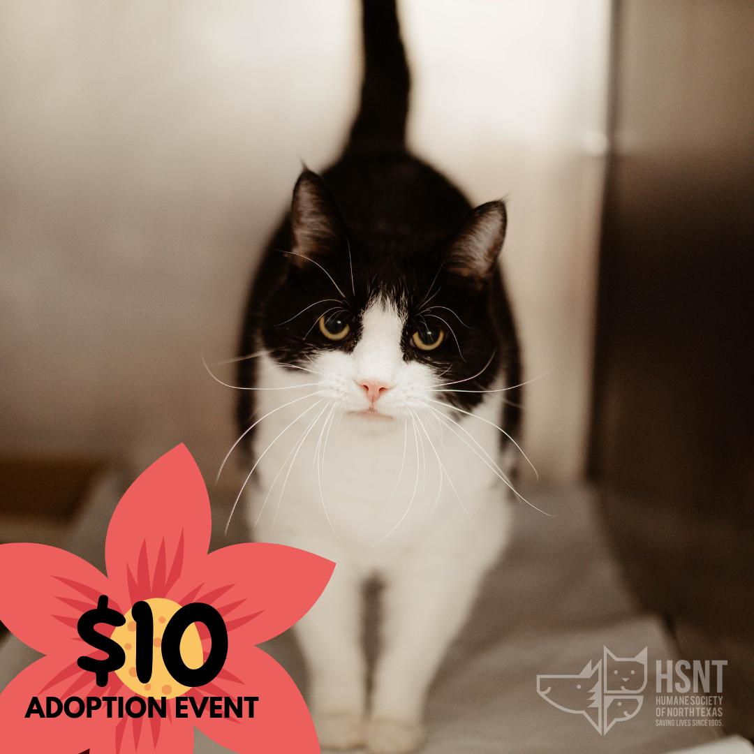 Today, Tuesday, April 30th ALL* pets are $10! Come to any of our locations from 12 p.m. to 6 p.m. and find your new best friend!  Don't let these love bugs get away! It's National #AdoptaShelterPetDay 🐾 #AdoptDontShop #rescuepets #compassion

*Excludes Equine &amp; Livestock
