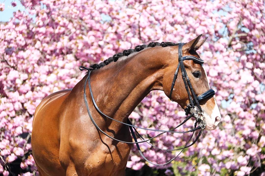 Save The Animals tweet media