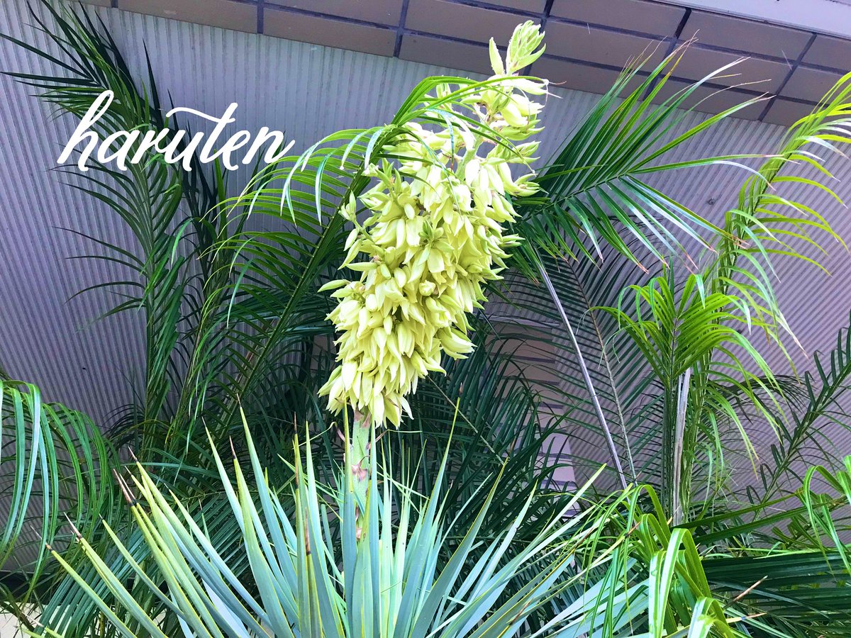 ユッカロストラータ