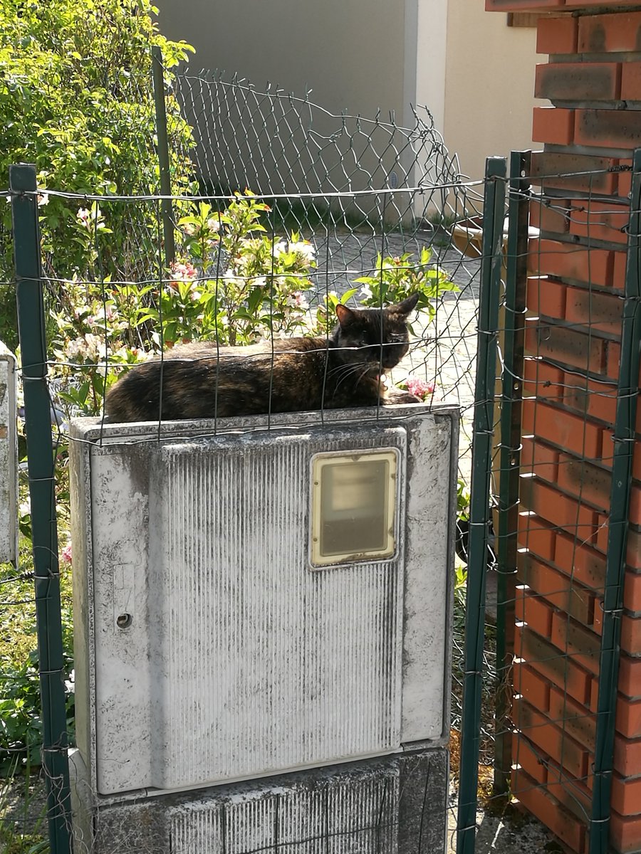 Scratchy_Lechat's tweet photo. Viens donc @enedis me mettre un #Linky ! on t'attend ! 😁
#ChatDeGarde https://t.co/lVaOibLFmS