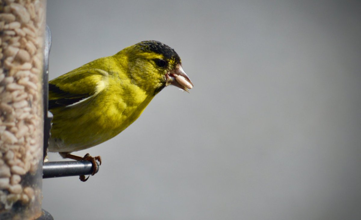 WildFriendsClub's tweet photo. This stunning Siskin has been munching sunflower hearts on our feeders this morning - what a beauty! 🐤 #wildlife #birds #Wales @wtsww https://t.co/8PsP9XZsf7