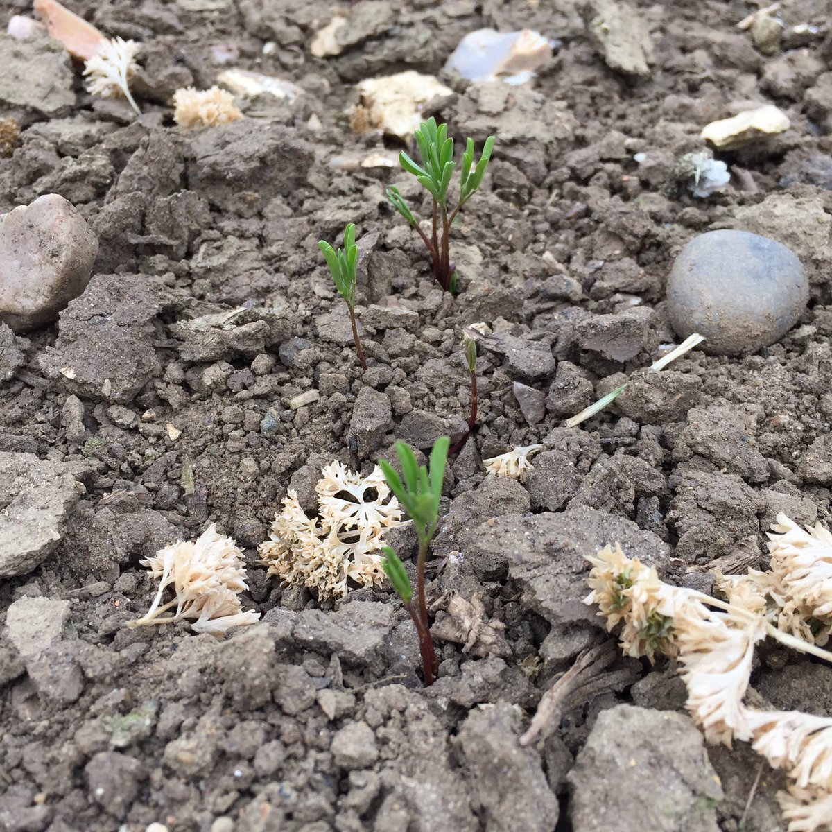 They don’t hang around! #BritishLentils #Suffolk #Week2