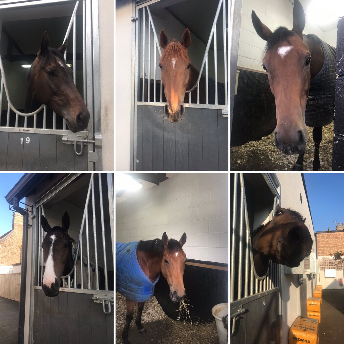 Busy day for the team with six runners across @GTYarmouthRaces & @ChelmsfordCRC; Rotherhithe (pic1) & Parknacilla (4) head to @GTYarmouthRaces & @SelectRacing Pollyissimo (2), Herringswell (3), King Of Rooks (5) & Exousia (6) go to @ChelmsfordCRC 🤞