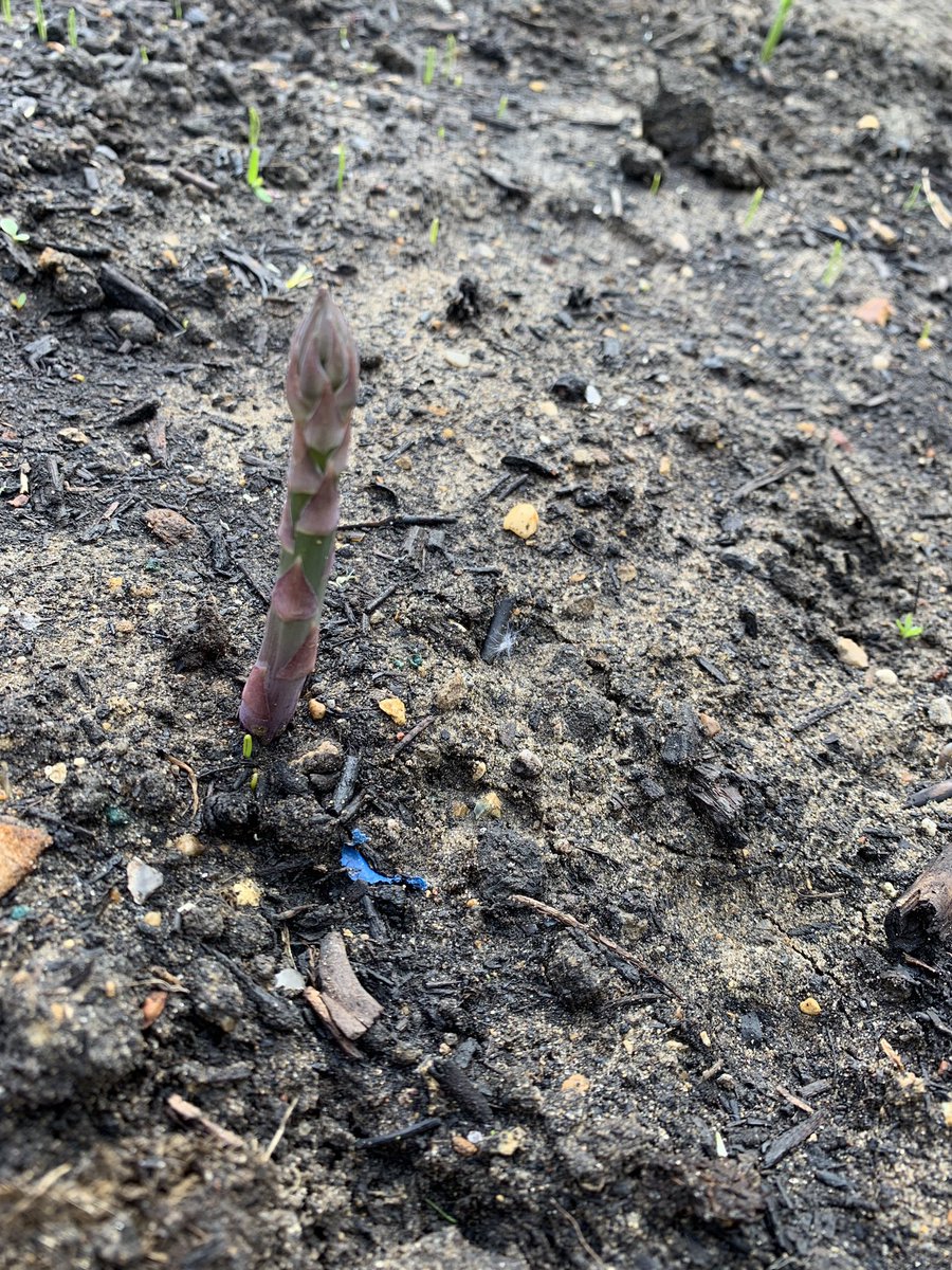 24hrfromcroydon's tweet image. First asparagus spear of the year showing itself Frustratingly have to let these grow as they still need to establish themselves for another year before I can cut and eat #torture #asparagus #vegetableplot