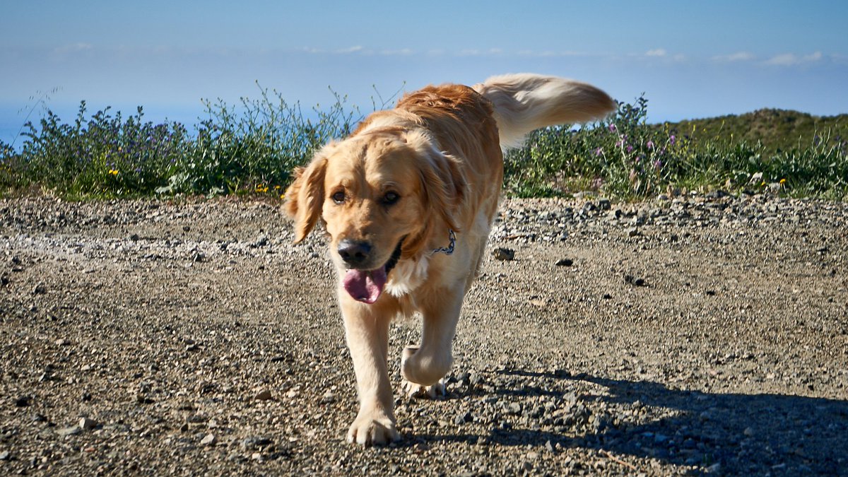 Did you walk your dog today? #felizmartes #happytuesday #CostadelSol #goldenretriever  exercising in the hills #Benahavis #Marbella #dogphotography #goodlife #mansbestfriend