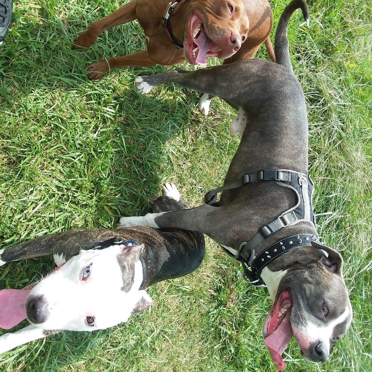 Gunnitz's tweet photo. Dogs #AdoptAShelterPetDay https://t.co/8IM8JmHXNF
