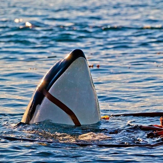 lesitedelorque's tweet photo. Petit plaisir de la journée, jouer avec les algues 😋

PC : @rolfhickerphototours 📸 🌊 🐬 🐋 
#orque #killerwhale #orca #whale #dolphin #dauphin #baleine #wearetheorca #whalewatching #emptythetanks #blackfish #marinelife  #wildlifephotography #photoa… https://t.co/BttyhLwzsy https://t.co/bkc8aIkXbg