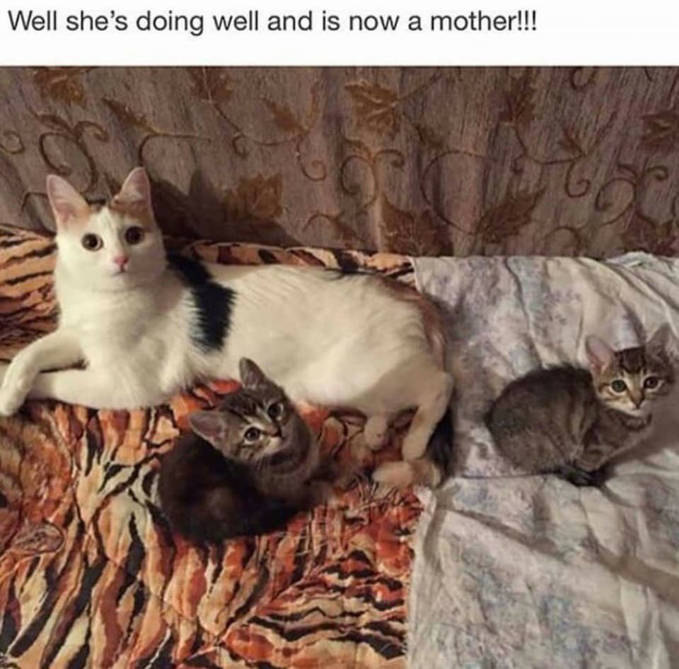 lacebabychannel's tweet image. impurrtant news everybootey