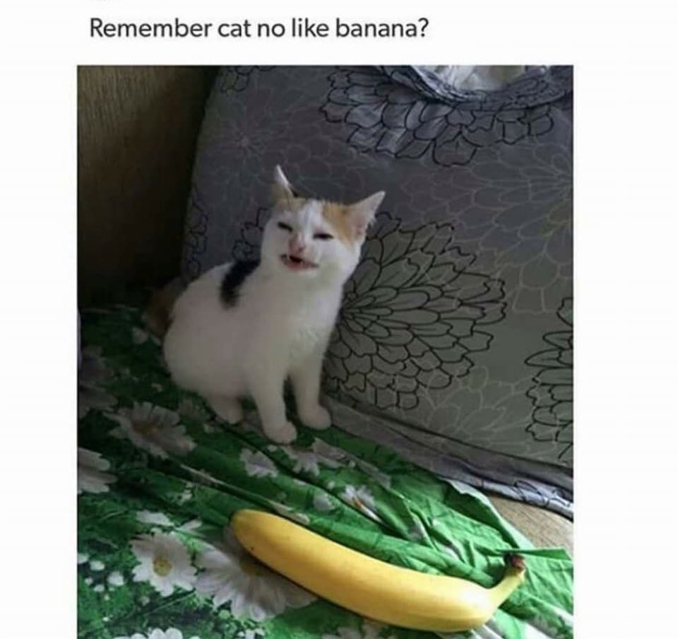 lacebabychannel's tweet image. impurrtant news everybootey