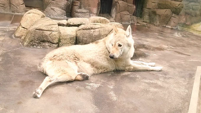 ピクニックからの動物園めちゃ楽しかった～?✨ 