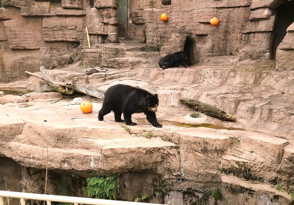 ピクニックからの動物園めちゃ楽しかった～?✨ 