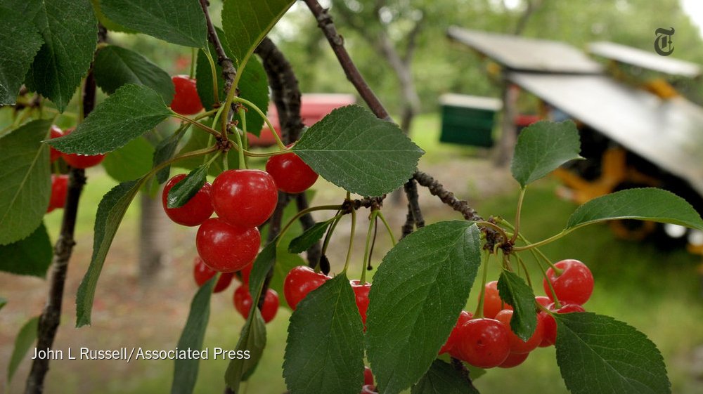 How climate change could reshape your shopping list, from raspberries and artichokes to popcorn and rice nyti.ms/2ZU2LHs