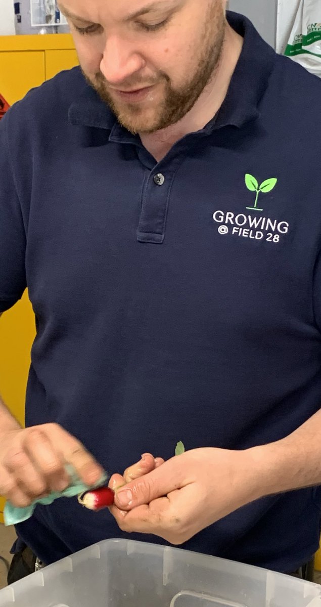 Growingfield28's tweet photo. #fresh #picked #radish on the way to @aidenbyrne picked and delivered within two hours #localproduce #Manchester #Chester #Liverpool https://t.co/rggczmXb89