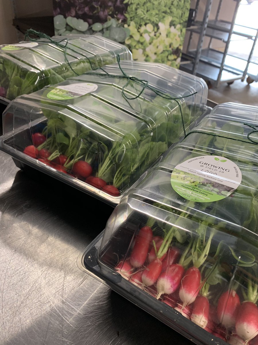 Growingfield28's tweet photo. #fresh #picked #radish on the way to @aidenbyrne picked and delivered within two hours #localproduce #Manchester #Chester #Liverpool https://t.co/rggczmXb89