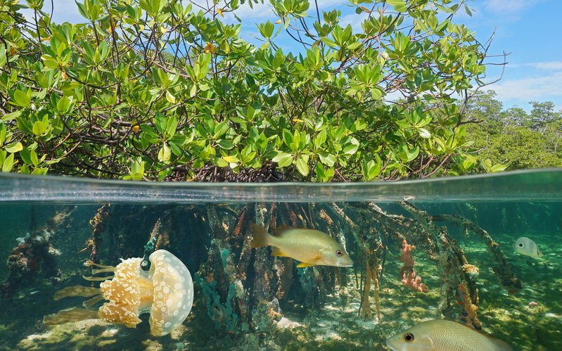 MangroveProject's tweet photo. The beautiful #mangroves of #Borneo are being cut down by @Unilever for palm oil. Please sign and share! 💚
https://t.co/pMFS9RUOL8
Unilever’s “sustainable palm oil” is an empty promise. Its palm oil supplier, Wilmar, is destroying one of the largest mangrove forests in Indonesia https://t.co/P4RJfP0ieH