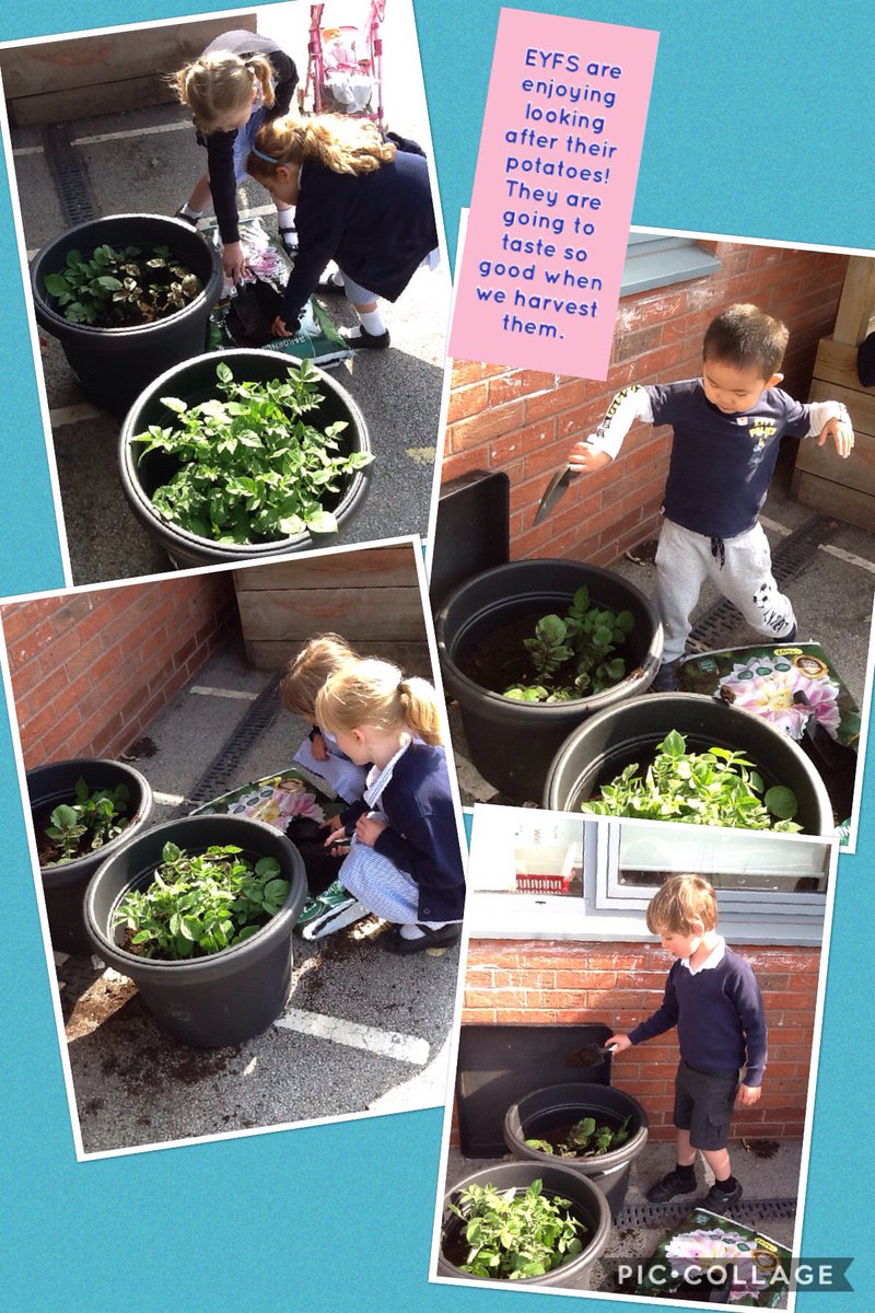 navigationEYFS's tweet photo. EYFS are definitely going to win the potato competition! https://t.co/PkJmnnxues