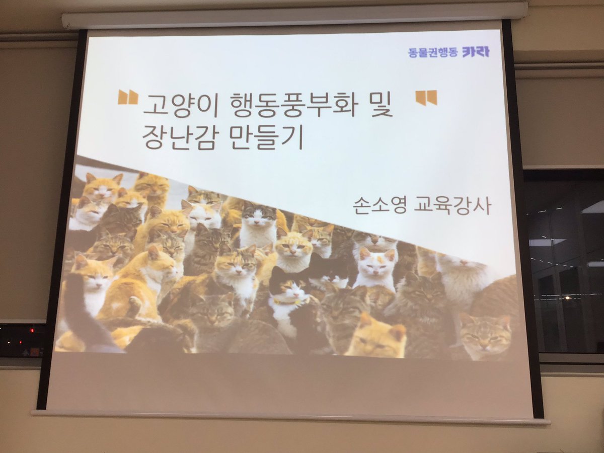 2019 반려묘 돌봄문화 시민학교 
고양이 행동풍부화 및 장난감 만들기 - 동물행동권 카라 손소영 교육강사