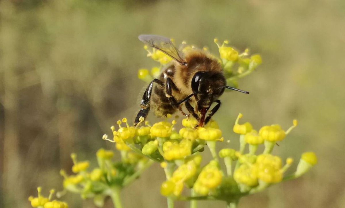 ApiscamMadrid's tweet photo. 🐝🐝 La necesaria interacción entre personas y #naturaleza. Vamos a la Sierra Norte, a Torrelaguna, Torremocha, Patones y el Atazar, para conocer el "Proyecto SIMBIOSIS" del que #Apiscam forma parte. https://t.co/SNQ6ZzBHPh vía @SERMadridNorte~
#MedioAmbiente #sostenibilidad https://t.co/DWI2nPZEbd