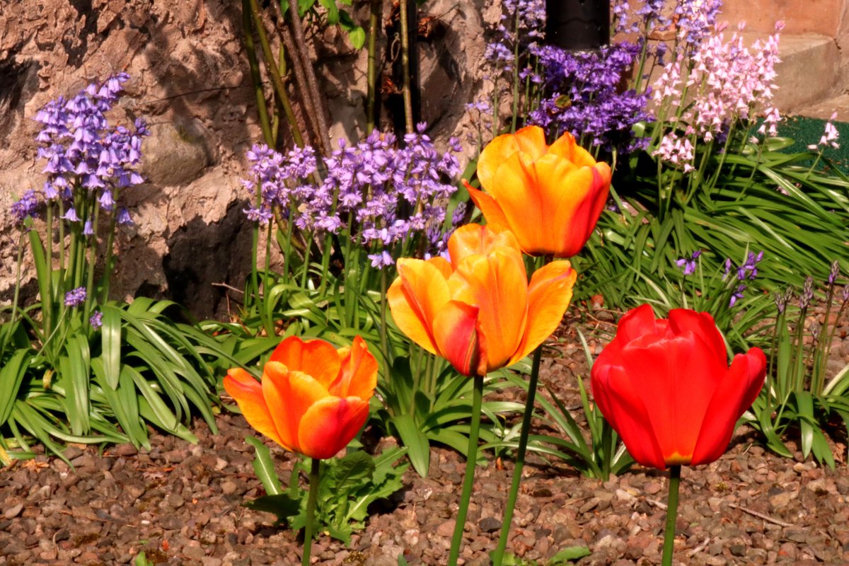 TheFlanston's tweet photo. I didn't plant any of these flowers in my garden. Don't you just hate weeds! :P #Grumpygardener #gardening #flowers https://t.co/gA7GKWVOhJ