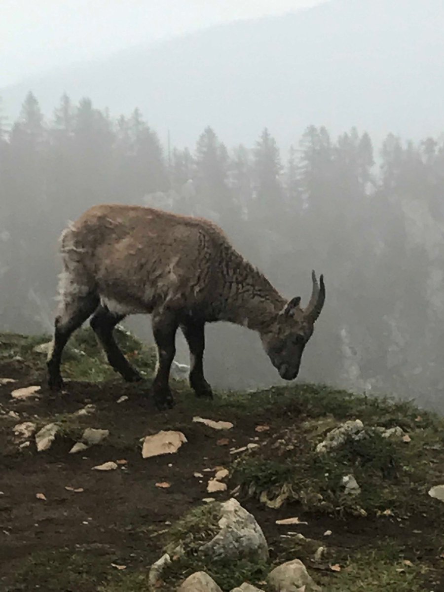 PascalOLEK's tweet photo. C’est pas parce que l’on s’entraîne qu’il ne faut pas profiter de la faune ! #swiss ⁦@Etat_Neuchatel⁩ https://t.co/B6w9EfDrhN