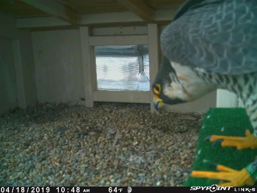 Falconcam Hashtag På Twitter